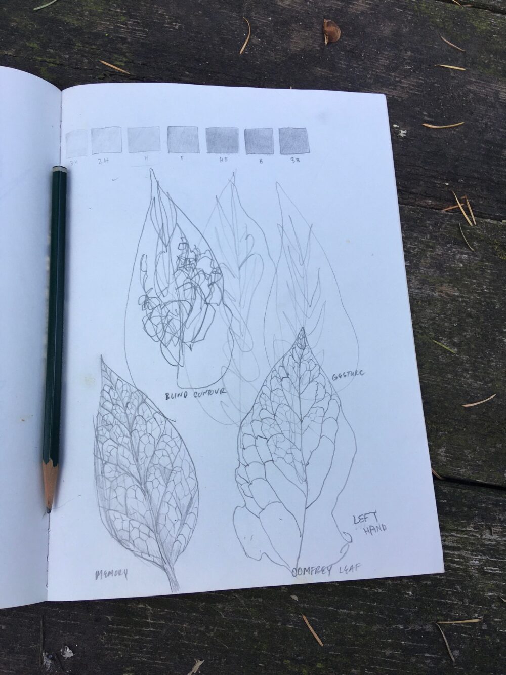 Plant Walk, Identification, and Drawing (Sunday, June 29th) - Image 4