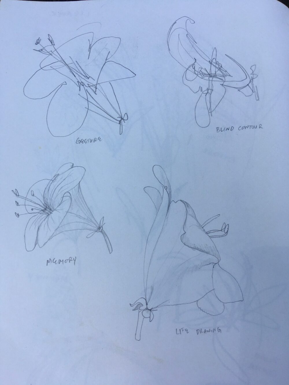 Plant Walk, Identification, and Drawing (Sunday, June 29th) - Image 3