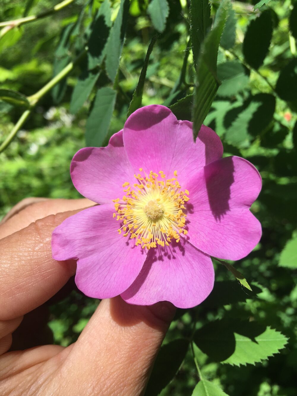 Plant Walk, Identification, and Drawing (Sunday, June 29th) - Image 6