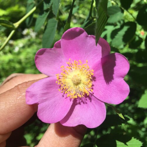 Plant Walk, Identification, and Drawing (Sunday, June 8th)