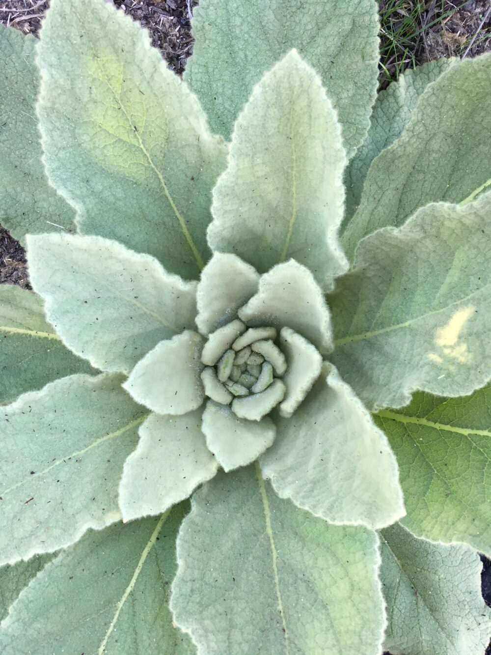Plant Walk, Identification, and Drawing (Sunday, June 29th) - Image 7