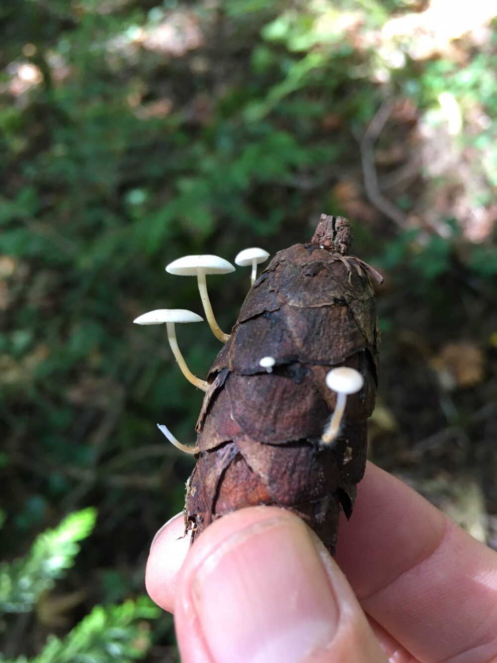 Plant Walk, Identification, and Drawing (Sunday, June 29th)